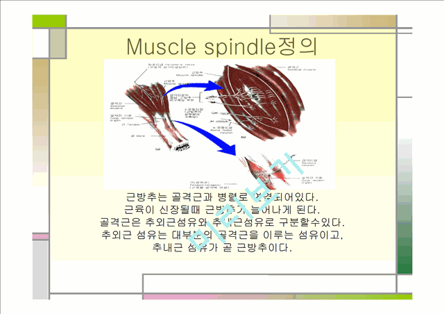[의학,약학][운동치료학] 골지건과 근방추[Muscle spindle,  Golgi tendon organ]   (2 )